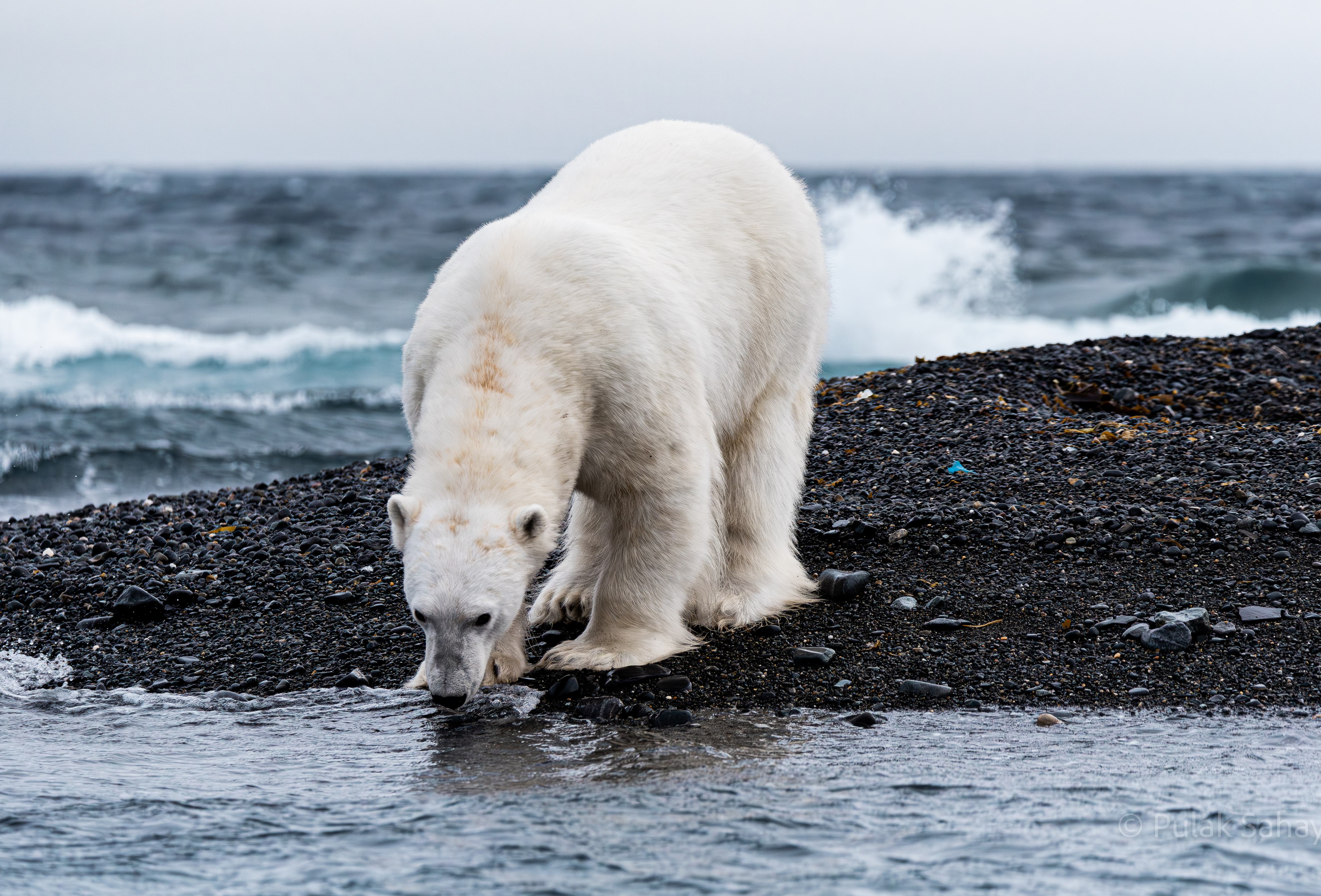 Polar bear drinking water